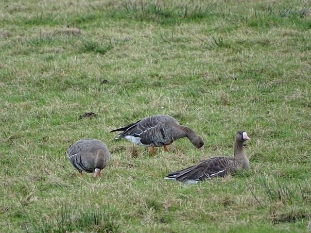 马多年的技 马多年的技