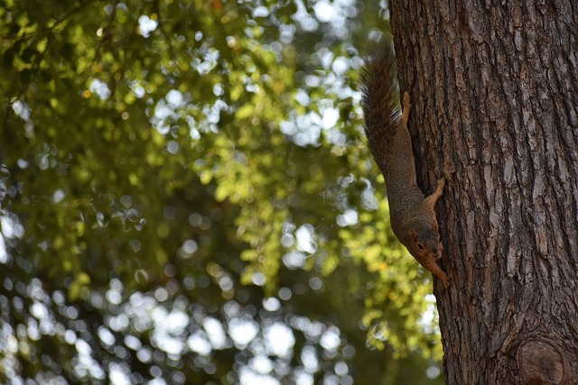为杭州的文 为杭州的文